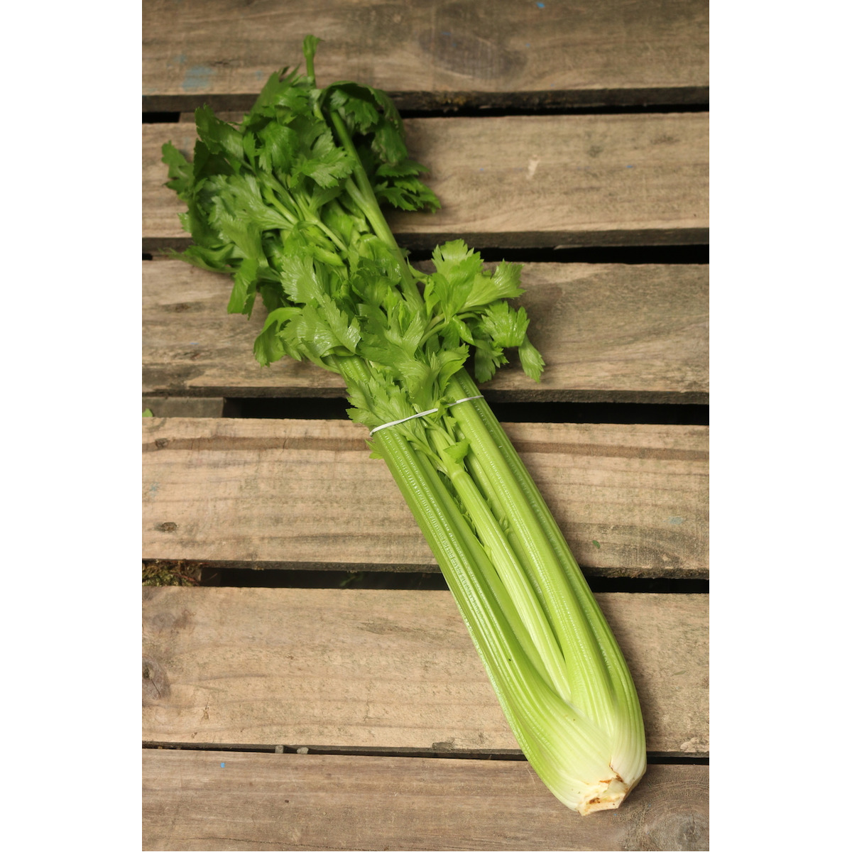 Celery Juice